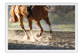 Poster Cavalo - Animais