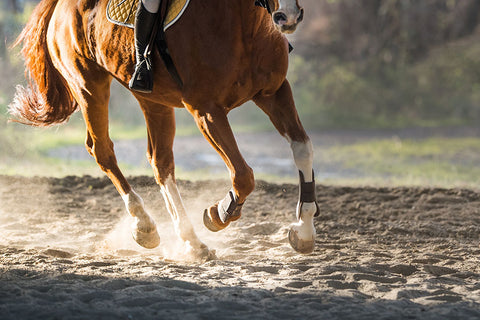 Poster Cavalo - Animais