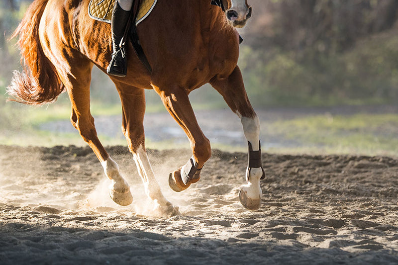 Poster Cavalo - Animais