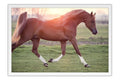Poster Cavalo - Animais