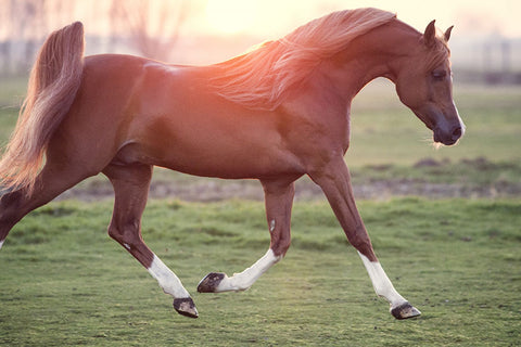 Poster Cavalo - Animais