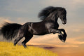 Poster Cavalo - Animais