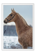 Poster Cavalo - Animais