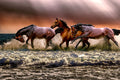 Poster Cavalo - Animais
