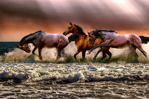 Poster Cavalo - Animais