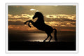 Poster Cavalo - Animais