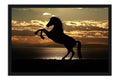 Poster Cavalo - Animais