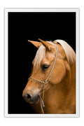 Poster Cavalo - Animais