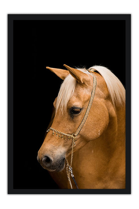 Poster Cavalo - Animais