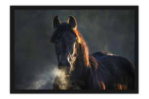Poster Cavalo - Animais