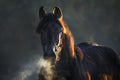 Poster Cavalo - Animais