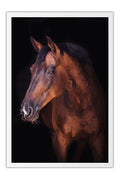 Poster Cavalo - Animais