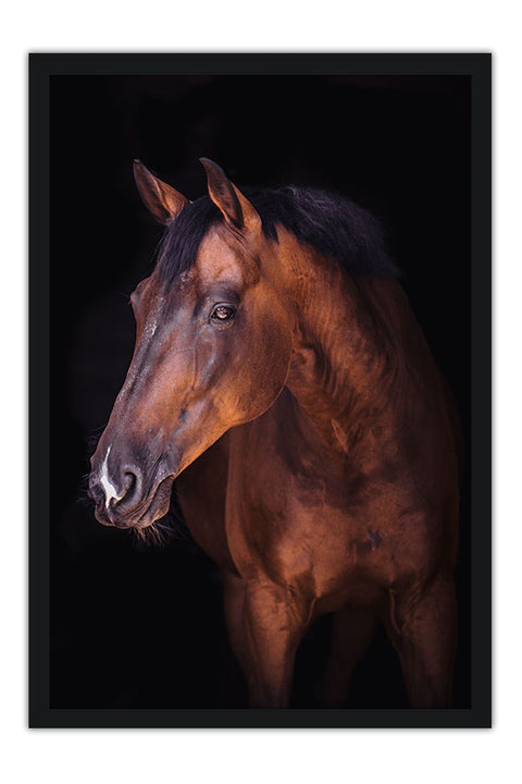 Poster Cavalo - Animais