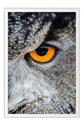 Poster Coruja - Animais