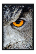 Poster Coruja - Animais