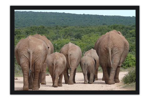 Poster Elefante - Animais