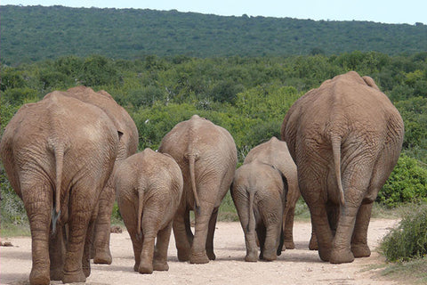 Poster Elefante - Animais