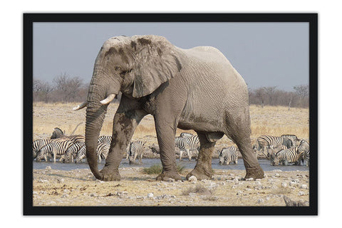 Poster Elefante - Animais
