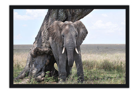 Poster Elefante - Animais