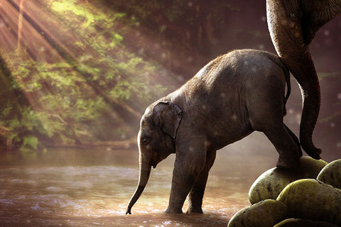 Poster Elefante - Animais