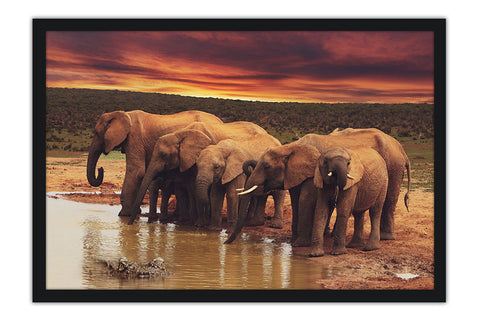 Poster Elefante - Animais
