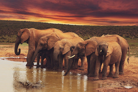 Poster Elefante - Animais