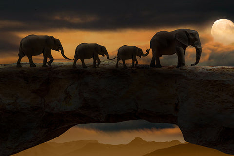 Poster Elefante - Animais