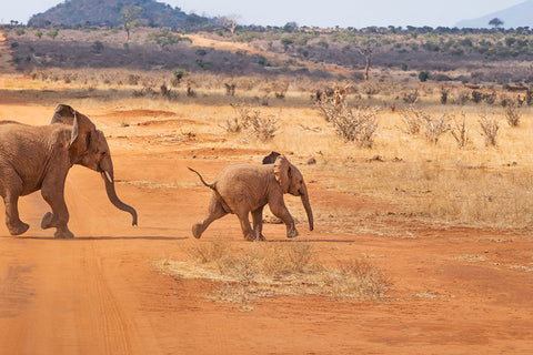 Poster Elefante - Animais
