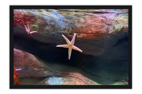 Poster Estrela Do Mar - Praia - Animais