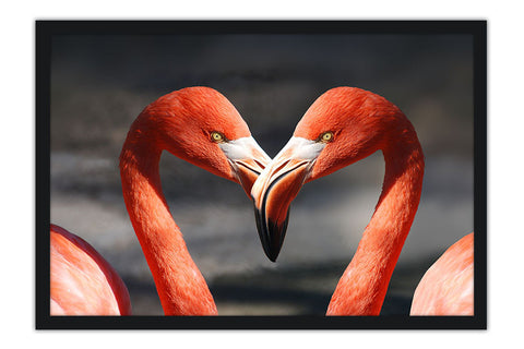 Poster Flamingo - Animais