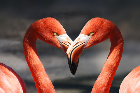 Poster Flamingo - Animais