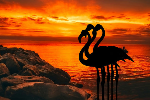 Poster Flamingo - Animais