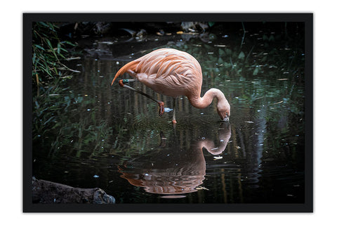 Poster Flamingo - Animais