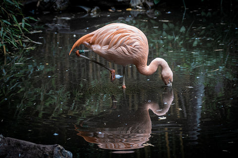 Poster Flamingo - Animais