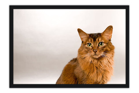 Poster Gato - Animais