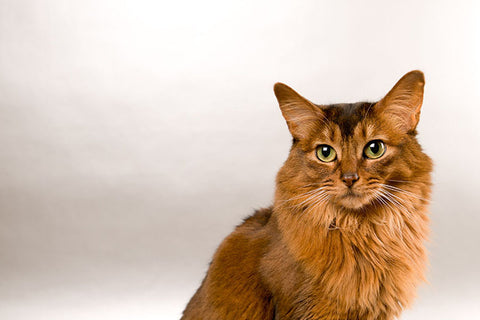 Poster Gato - Animais