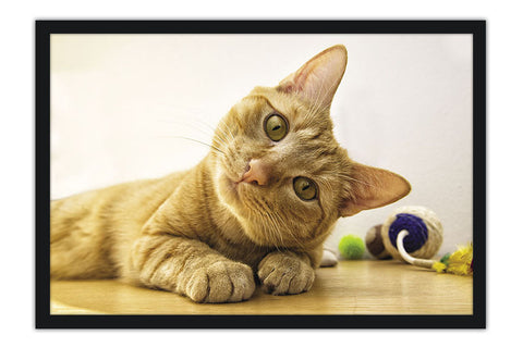 Poster Gato - Animais
