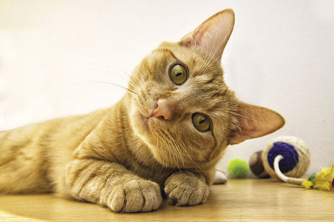 Poster Gato - Animais