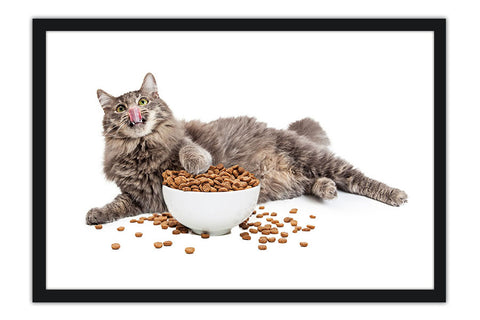 Poster Gato - Animais