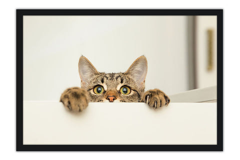 Poster Gato - Animais