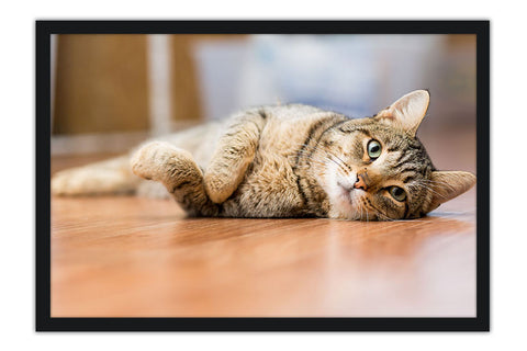 Poster Gato - Animais