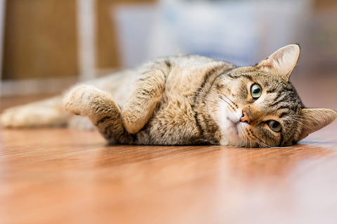 Poster Gato - Animais