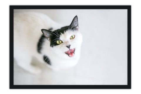 Poster Gato - Animais