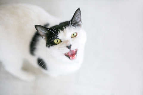 Poster Gato - Animais