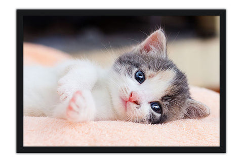 Poster Gato - Animais