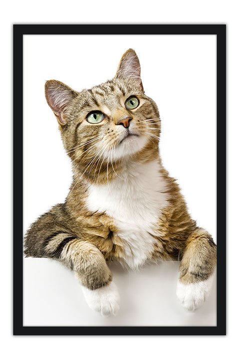 Poster Gato - Animais