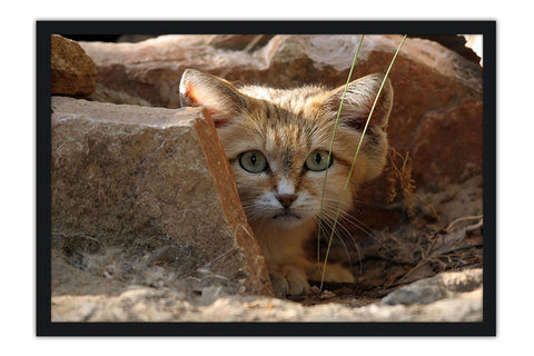 Poster Gato - Animais