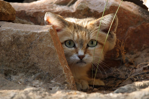 Poster Gato - Animais