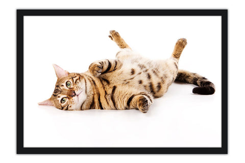 Poster Gato - Animais