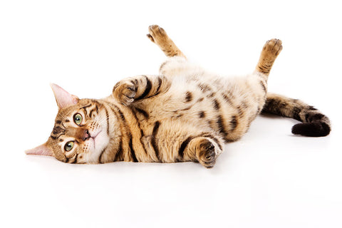 Poster Gato - Animais